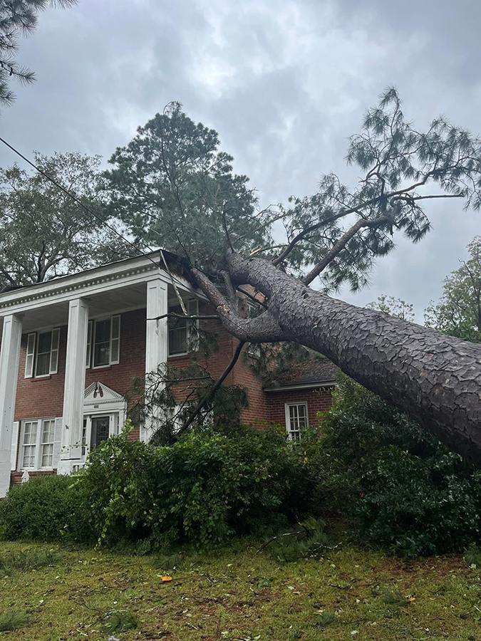 Fallen tree from a storm