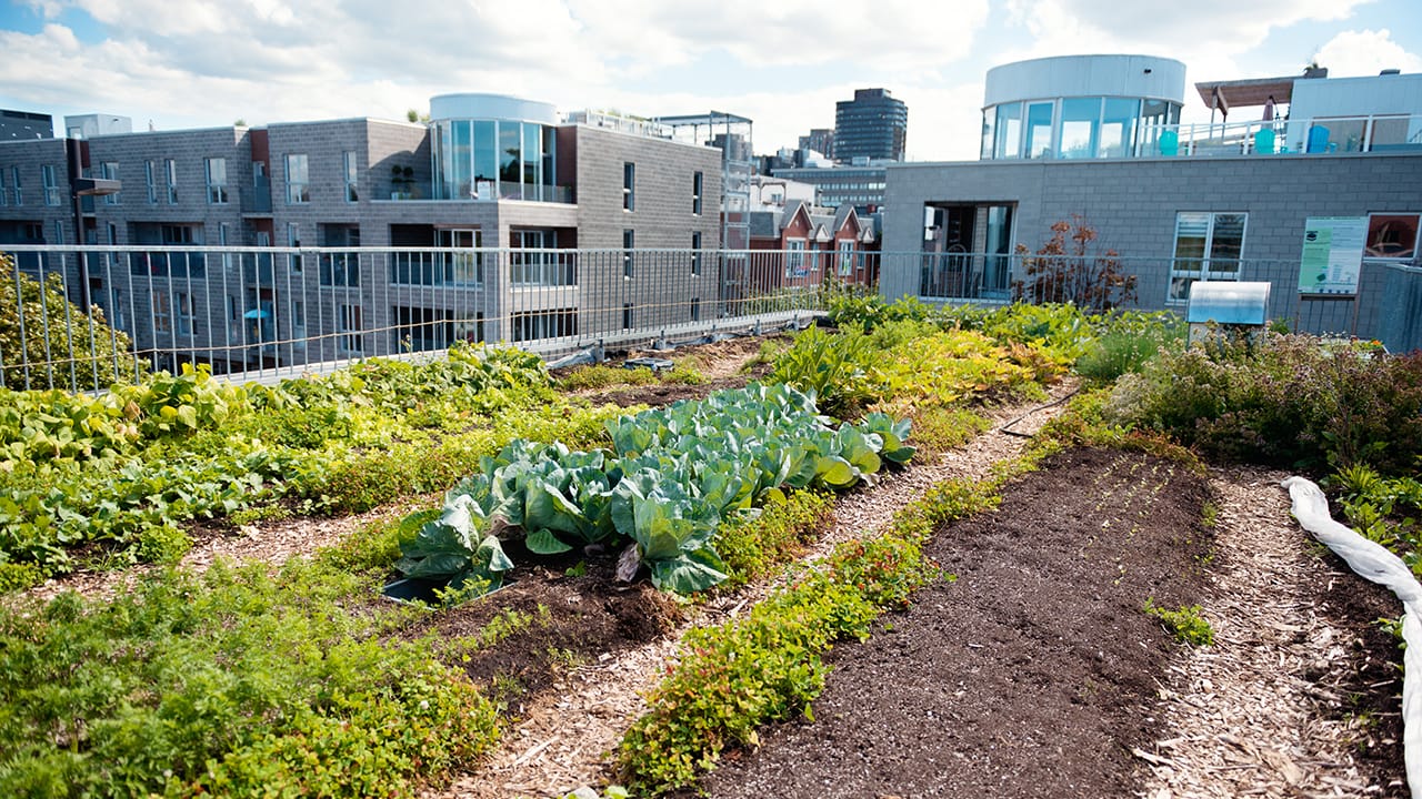 Rooftop Gardens – Healthy Food for Cities – Natural Building Blog