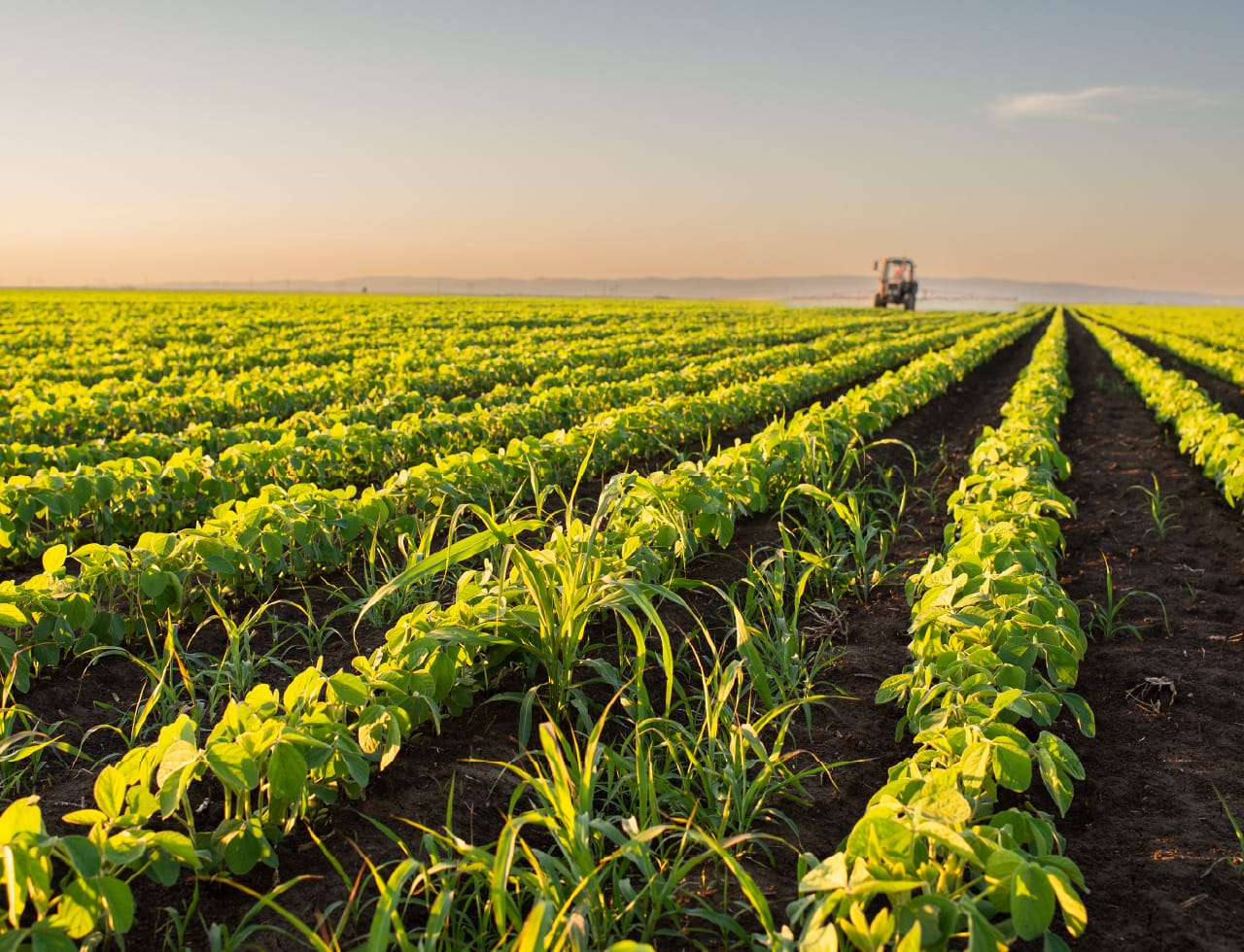 Rows of green crops in a field with a tractor in the distance.