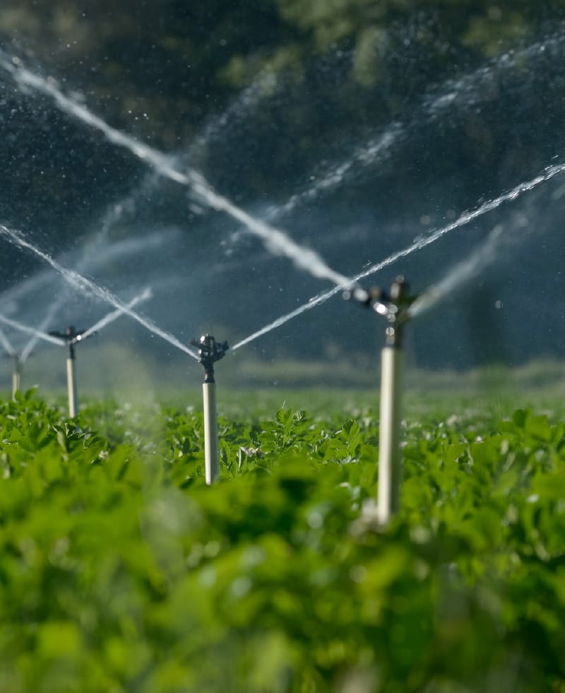 Sprinklers watering crops in a field.