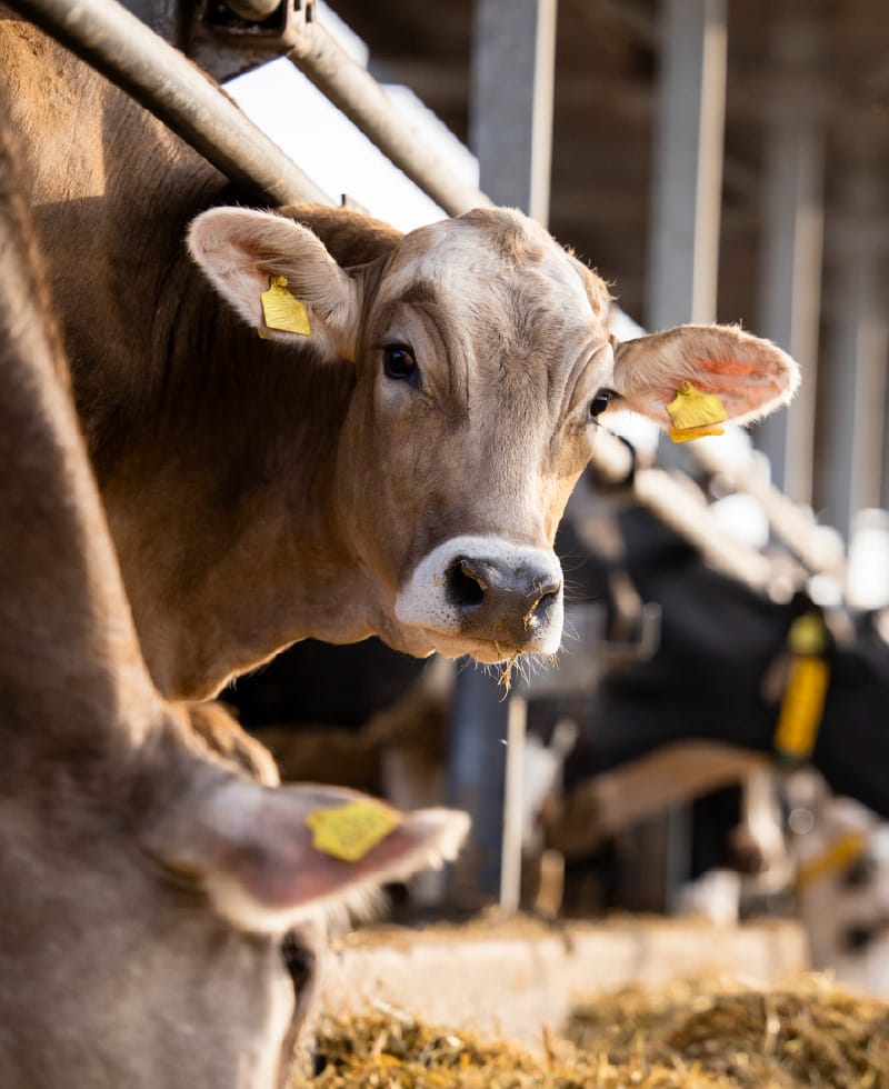 Cow in a barn looking at the camera.